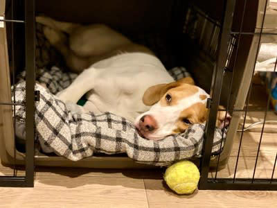 『寂しがりやな犬』の特徴５選, 1.飼い主の後ろをついて歩く, 2.姿が見えなくなると吠えたり鳴いたりする, 3.常に飼い主に触れていたがる, 4.留守番中に問題行動を起こす, 5.飼い主が帰宅すると大興奮する, 寂しがりやな犬を独りに慣れさせるコツ
