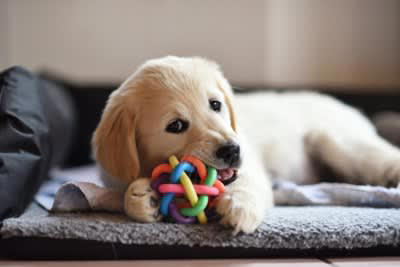 『寂しがりやな犬』の特徴５選, 1.飼い主の後ろをついて歩く, 2.姿が見えなくなると吠えたり鳴いたりする, 3.常に飼い主に触れていたがる, 4.留守番中に問題行動を起こす, 5.飼い主が帰宅すると大興奮する, 寂しがりやな犬を独りに慣れさせるコツ