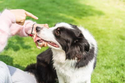犬にやってはいけないしつけ, 1.叩く・蹴るなどの体罰を与えること, 2.大きな声で怒鳴ること, 3.事後の失敗を叱ること, 4.ルールに一貫性がないこと, 5.トイレの失敗を叱ること, 犬のしつけの正しい指示の出し方