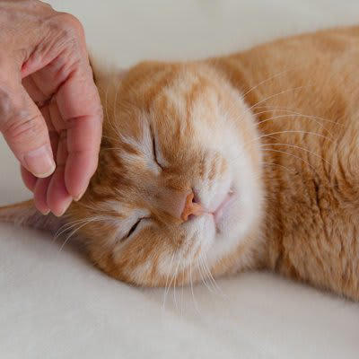 猫が飼い主に「恩義」を感じていること5選, 1.安心できる環境と居場所を提供してくれること, 2.毎日、安定した食事と水を与えてくれること, 3.トイレ掃除など、快適に暮らせるように世話をしてくれること, 4.無理に干渉せず、猫のペースを尊重してくれること, 5.病気や怪我をした時にケアしてくれること, 猫の「恩義」が表れる行動やサイン, 恩義を深めるために飼い主ができること