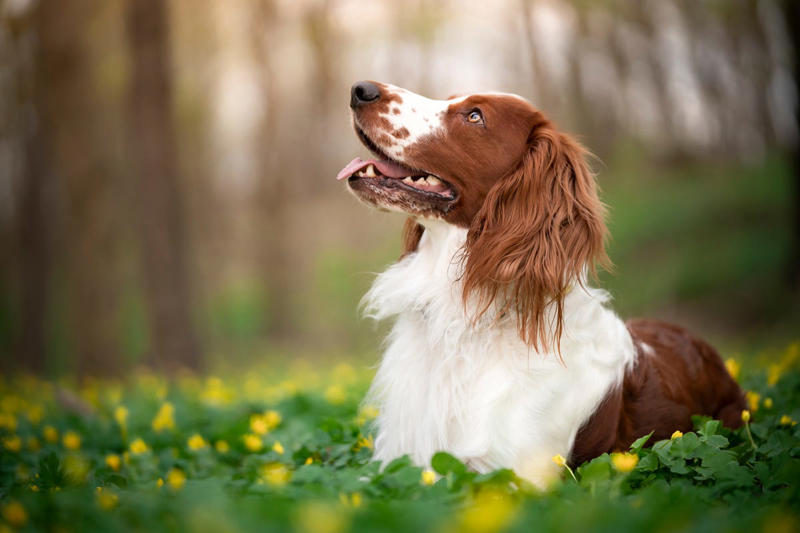 2) Irish Water Spaniel, 3) Welsh Springer Spaniel, 4) Sussex Spaniel, 5) Boykin Spaniel