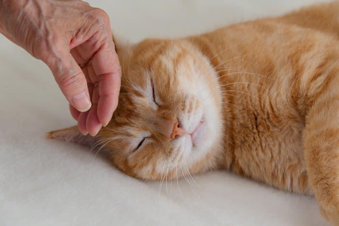 猫が飼い主に「恩義」を感じていること5選, 1.安心できる環境と居場所を提供してくれること, 2.毎日、安定した食事と水を与えてくれること, 3.トイレ掃除など、快適に暮らせるように世話をしてくれること, 4.無理に干渉せず、猫のペースを尊重してくれること, 5.病気や怪我をした時にケアしてくれること, 猫の「恩義」が表れる行動やサイン, 恩義を深めるために飼い主ができること