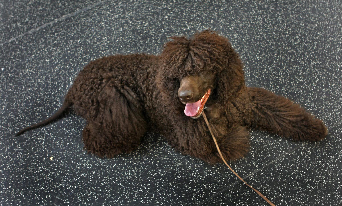 2) Irish Water Spaniel, 3) Welsh Springer Spaniel, 4) Sussex Spaniel, 5) Boykin Spaniel