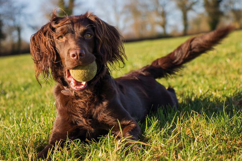 2) Irish Water Spaniel, 3) Welsh Springer Spaniel, 4) Sussex Spaniel, 5) Boykin Spaniel