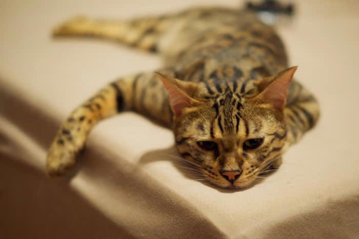 猫はどんな時に文句を言いたくなる？, 1.トイレが汚れている・気に入らない, 2.構いすぎ・放っておきすぎ, 3.ごはんの時間や内容が安定しない, 4.生活音や来客による落ち着かない環境, 5.叱られる・無理にしつけられる, 猫が飼い主に不満を抱えやすい理由, 不満を抱えた猫が見せるサイン