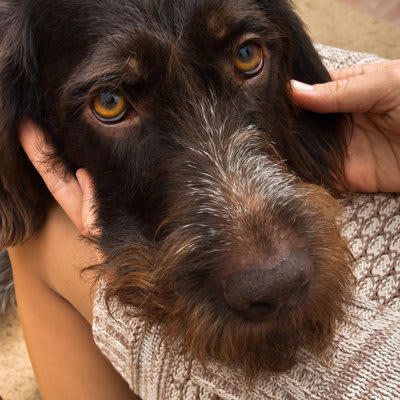 お膝っ子？犬が膝の上に乗りたがる心理, 安心してリラックスしたい, 飼い主さんに甘えたい, 自分に注目してほしい, マウンティングしたい, 要注意！犬を膝から下ろすべきとき, お客さんの膝に乗っている, 下ろそうとすると怒る, 膝の上以外だと落ち着かない
