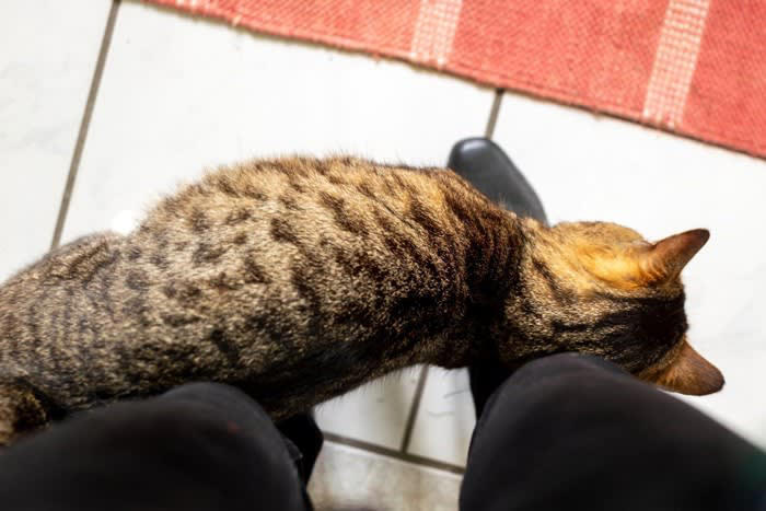 猫が飼い主に「恩義」を感じていること5選, 1.安心できる環境と居場所を提供してくれること, 2.毎日、安定した食事と水を与えてくれること, 3.トイレ掃除など、快適に暮らせるように世話をしてくれること, 4.無理に干渉せず、猫のペースを尊重してくれること, 5.病気や怪我をした時にケアしてくれること, 猫の「恩義」が表れる行動やサイン, 恩義を深めるために飼い主ができること