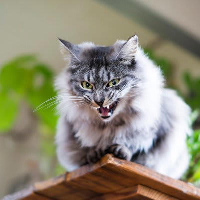 猫はどんな時に文句を言いたくなる？, 1.トイレが汚れている・気に入らない, 2.構いすぎ・放っておきすぎ, 3.ごはんの時間や内容が安定しない, 4.生活音や来客による落ち着かない環境, 5.叱られる・無理にしつけられる, 猫が飼い主に不満を抱えやすい理由, 不満を抱えた猫が見せるサイン