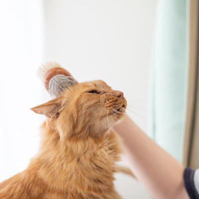 猫がブラッシングを避けたがる理由3つと対処法, 1.ブラシの存在自体に慣れていないから, 2.拘束時間が長くてストレスだから, 3.毛を引っ張られて痛いから, 猫の毛の長さに合ったブラシを選ぶ, リラックスできる環境を整える, ご褒美（おやつ）とセットにする