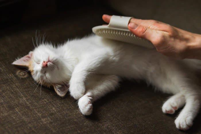 猫がブラッシングを避けたがる理由3つと対処法, 1.ブラシの存在自体に慣れていないから, 2.拘束時間が長くてストレスだから, 3.毛を引っ張られて痛いから, 猫の毛の長さに合ったブラシを選ぶ, リラックスできる環境を整える, ご褒美（おやつ）とセットにする