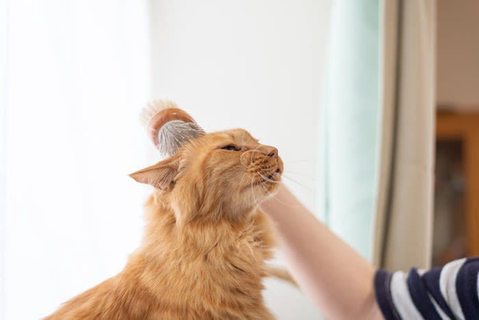 猫がブラッシングを避けたがる理由3つと対処法, 1.ブラシの存在自体に慣れていないから, 2.拘束時間が長くてストレスだから, 3.毛を引っ張られて痛いから, 猫の毛の長さに合ったブラシを選ぶ, リラックスできる環境を整える, ご褒美（おやつ）とセットにする