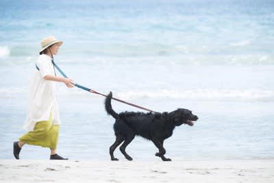 犬が引っ張るのは「しつけができていない」からではない, 犬の引っ張りが強化されてしまう理由, 優しい対処法：犬の気持ちに寄り添うことが第一歩, 1.犬が引っ張ったら一度立ち止まる, 2.リードが緩んだら進む, 3.匂い嗅ぎの時間をしっかり作る, 4.歩くペースを犬に合わせる, 5.ハーネスに変更する