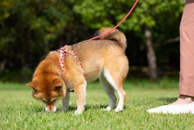 犬が引っ張るのは「しつけができていない」からではない, 犬の引っ張りが強化されてしまう理由, 優しい対処法：犬の気持ちに寄り添うことが第一歩, 1.犬が引っ張ったら一度立ち止まる, 2.リードが緩んだら進む, 3.匂い嗅ぎの時間をしっかり作る, 4.歩くペースを犬に合わせる, 5.ハーネスに変更する