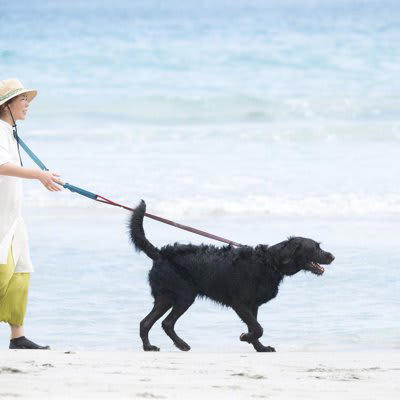 犬が引っ張るのは「しつけができていない」からではない, 犬の引っ張りが強化されてしまう理由, 優しい対処法：犬の気持ちに寄り添うことが第一歩, 1.犬が引っ張ったら一度立ち止まる, 2.リードが緩んだら進む, 3.匂い嗅ぎの時間をしっかり作る, 4.歩くペースを犬に合わせる, 5.ハーネスに変更する