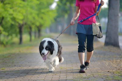 犬が引っ張るのは「しつけができていない」からではない, 犬の引っ張りが強化されてしまう理由, 優しい対処法：犬の気持ちに寄り添うことが第一歩, 1.犬が引っ張ったら一度立ち止まる, 2.リードが緩んだら進む, 3.匂い嗅ぎの時間をしっかり作る, 4.歩くペースを犬に合わせる, 5.ハーネスに変更する