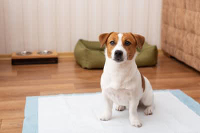 犬を留守番させるときにやってはいけない防寒対策3つ, 1.こたつやホットカーペットをつけておく, 2.暖房器具のコードをコンセントに差しっぱなしにする, 3.適切な寒さ対策をしない, 犬を安全に留守番させるための対策
