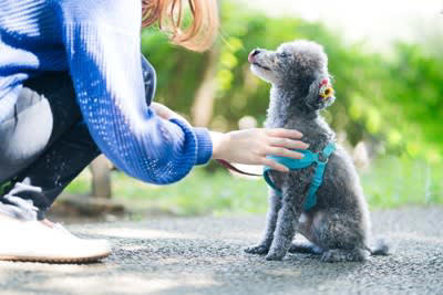 1.無条件の愛情を注ぐこと, 2.生涯を守り抜くという覚悟をすること, 3.犬の気持ちを尊重する心を持つこと, 4.怒ることよりもしつけることを優先すること, 5.健康寿命を守るための管理を徹底すること, 6.十分な時間を一緒に過ごすこと, 7.個性を理解して尊重すること, 8.老いと分かれを受け入れること