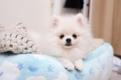 1.無条件の愛情を注ぐこと, 2.生涯を守り抜くという覚悟をすること, 3.犬の気持ちを尊重する心を持つこと, 4.怒ることよりもしつけることを優先すること, 5.健康寿命を守るための管理を徹底すること, 6.十分な時間を一緒に過ごすこと, 7.個性を理解して尊重すること, 8.老いと分かれを受け入れること