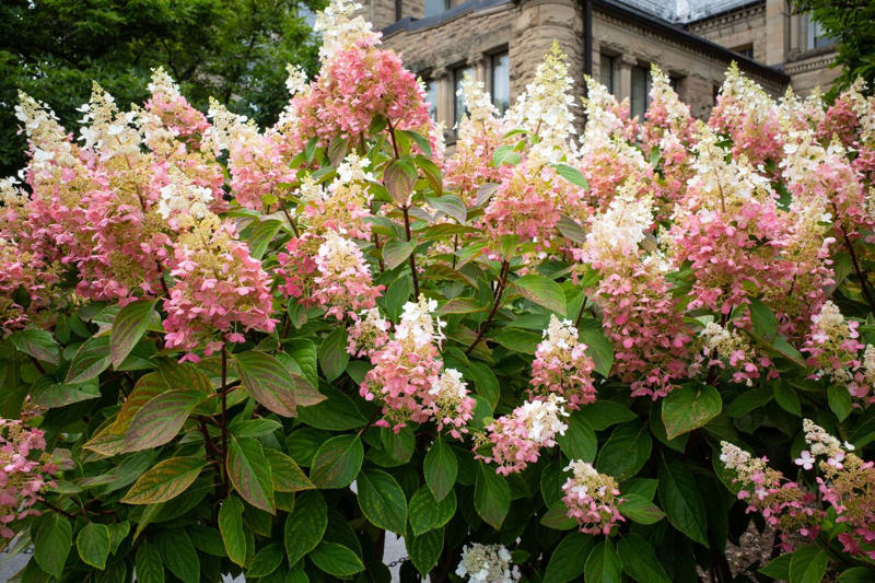 Mojo® Pittosporum, Twist of Pink™ Variegated Oleander, Romeo® Cleyera, 'Spider's Web' Fatsia, Hydrangea, Winter Daphne, Osmanthus