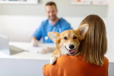 犬が『抱っこを嫌がる』理由, 1.身動きが取れないから, 2.抱っこの仕方が悪い, 3.抱っこのあとに苦手なことをされた, 注意すべき犬の抱っこの仕方