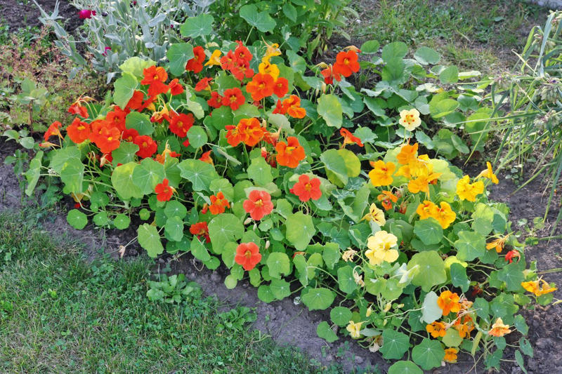 How Companion Plants Work, Serving as Trap Crops, Deterring Pests, Attracting Beneficial Insects, Improving The Soil, What Not To Plant With Peppers