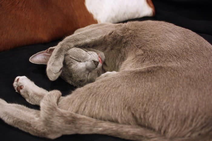猫が信頼している人にみせる『寝相』5つ, 1.お腹を見せて仰向けで寝る, 2.飼い主のそばや体の上で寝る, 3.足元や背中を向けて寝る, 4.横向きでリラックスした寝方, 5.手足を伸ばして熟睡, 寝相からわかる猫の心理サイン