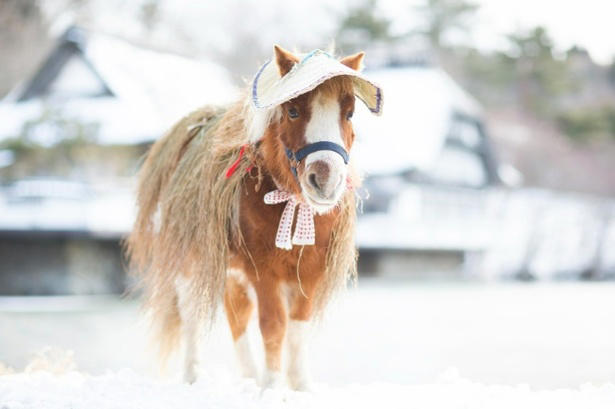 馬と心通わす、癒やしと絶景の「触れ合い体験」, 【青森屋】冬の風物詩！雪景色に揺られる、ぬくもりの「ストーブ馬車」, 【リゾナーレ八ヶ岳】乗るだけじゃない！「馬のまち」で叶う本格世話体験と、看板馬「デイジー」に癒やされる休日, 【星のや沖縄】まるで映画のワンシーン。看板馬「グース」や「グッディー」と歩く、絶景の海辺乗馬, 【星野リゾート トマム】視界すべてがスノーホワイト！馬の背から見渡す、静寂と感動の「白銀の乗馬体験」, 午年の初詣はここで決まり！ご利益上昇、星野リゾートおすすめ「馬の神社」巡り, 【界 霧島】国宝本殿前での「特別参拝」が叶う、究極の開運旅。午年限定の愛らしい和菓子も登場, 【OMO5京都三条】「乗馬発祥の地」で白馬の新春神事。勝負運の神様で「勝ち馬」祈願も叶う京都旅, 【界 仙石原】神様が白馬で降り立った伝説の地。「天空の社」を詣でる、神秘の絶景パワースポット, 【星のや東京】江戸総鎮守で「仕事運」も上昇!?都会の真ん中で愛らしい神馬に会える最強スポット, 【界 津軽】午年の守り神「一代様」へ。雪深い山道の先に待つ、神秘の古社で得られる格別の達成感, 【番外編】知ればもっと楽しくなる！星野リゾートの「馬コラム」, 星野リゾートについて