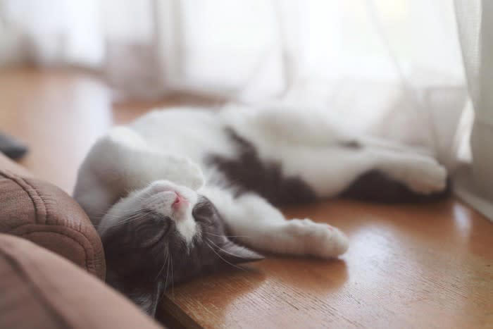 猫が信頼している人にみせる『寝相』5つ, 1.お腹を見せて仰向けで寝る, 2.飼い主のそばや体の上で寝る, 3.足元や背中を向けて寝る, 4.横向きでリラックスした寝方, 5.手足を伸ばして熟睡, 寝相からわかる猫の心理サイン