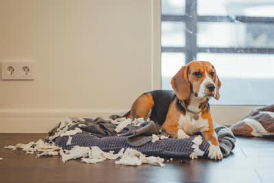 犬を飼った人が思う「苦労」5選, 1.思い通りにいかない毎日の連続, 2.休みなしで続く日々のルーティン, 3.気軽に出かけられない不自由さ, 4.予想以上にかかる日々の維持費, 5.「いい飼い主」でいなきゃというプレッシャー, 飼い主の負担をグッと軽くする解決策とは, プロや便利グッズを頼る, 完璧を目指さない, 相談相手を見つける, 苦労の先にある「かけがえのない幸せ」