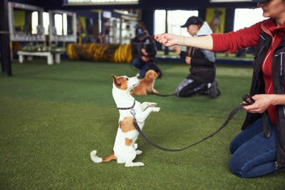 犬を飼った人が思う「苦労」5選, 1.思い通りにいかない毎日の連続, 2.休みなしで続く日々のルーティン, 3.気軽に出かけられない不自由さ, 4.予想以上にかかる日々の維持費, 5.「いい飼い主」でいなきゃというプレッシャー, 飼い主の負担をグッと軽くする解決策とは, プロや便利グッズを頼る, 完璧を目指さない, 相談相手を見つける, 苦労の先にある「かけがえのない幸せ」