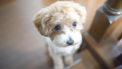 犬がみせるあざとい行動5つ, 1.上目づかいでじっと見つめる, 2.甘えた声で鳴いてアピールする, 3.わざとお腹を見せてゴロンと転がる, 4.飼い主の腕や膝にあごを乗せる, 5.尻尾をぶんぶん振りながらすり寄る, ついやりがちなNG対応と正しいリアクション