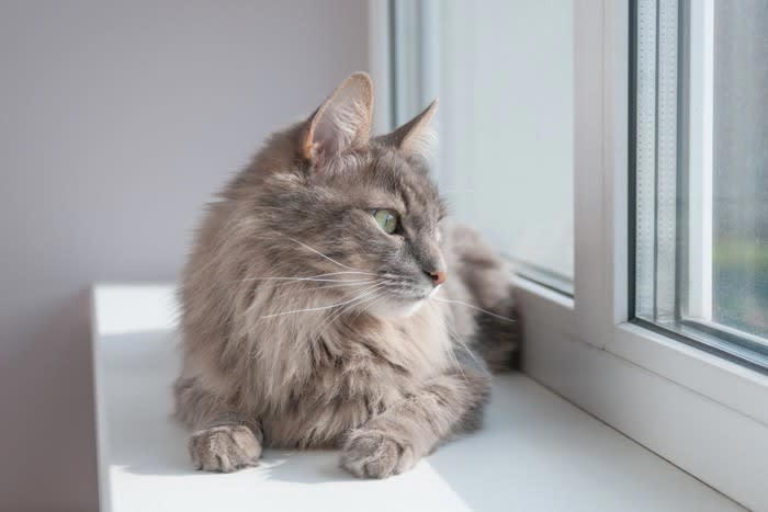 猫はどれくらい留守番できる？目安と考え方, 留守番中の猫が心地よく過ごせる5つの工夫, 1.暑さ・寒さ対策をする, 2.事故対策を徹底する, 3.飲み水・ごはんを手厚くする, 4.おもちゃを用意して飽きさせない, 5.トイレの数を増やす