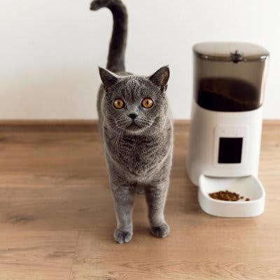 猫はどれくらい留守番できる？目安と考え方, 留守番中の猫が心地よく過ごせる5つの工夫, 1.暑さ・寒さ対策をする, 2.事故対策を徹底する, 3.飲み水・ごはんを手厚くする, 4.おもちゃを用意して飽きさせない, 5.トイレの数を増やす