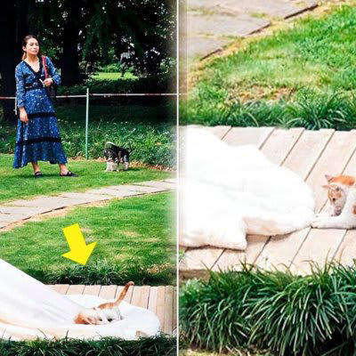 花嫁のベールにじゃれつく野良猫, 結婚式に野良猫が迷い込む, ベールに寝転がる野良猫, ハッピーエンドは猫ちゃんにも