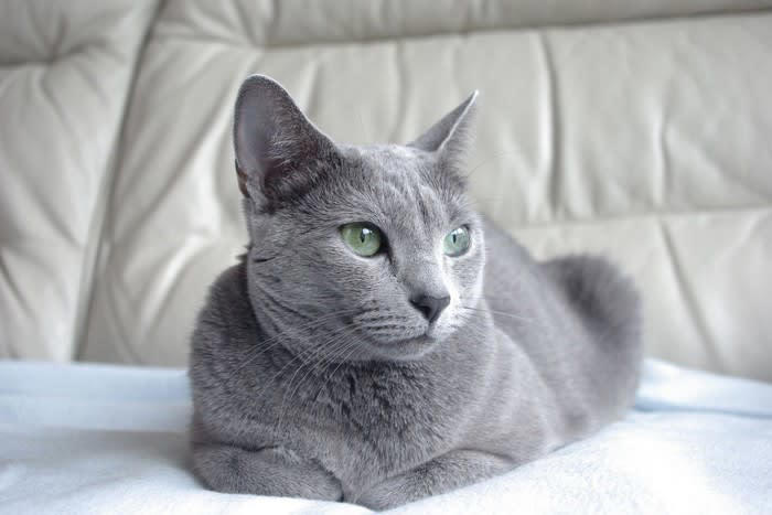 猫の「座り方」でわかる4つの心理, 1.リラックス度MAX！「香箱（こうばこ）座り」, 2.少しだけお休み中「スフィンクス座り」, 3.甘えたいサインかも？「エジプト座り」, 4.警戒心があるかも「しっぽ巻き座り」, 初めてでも見抜ける！「信頼」と「警戒」のサイン