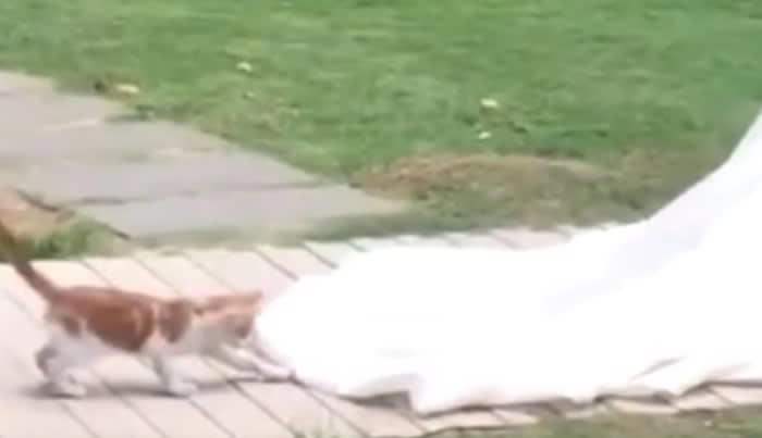 花嫁のベールにじゃれつく野良猫, 結婚式に野良猫が迷い込む, ベールに寝転がる野良猫, ハッピーエンドは猫ちゃんにも