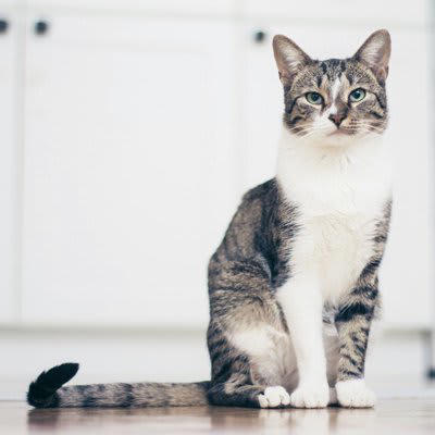 猫の「座り方」でわかる4つの心理, 1.リラックス度MAX！「香箱（こうばこ）座り」, 2.少しだけお休み中「スフィンクス座り」, 3.甘えたいサインかも？「エジプト座り」, 4.警戒心があるかも「しっぽ巻き座り」, 初めてでも見抜ける！「信頼」と「警戒」のサイン