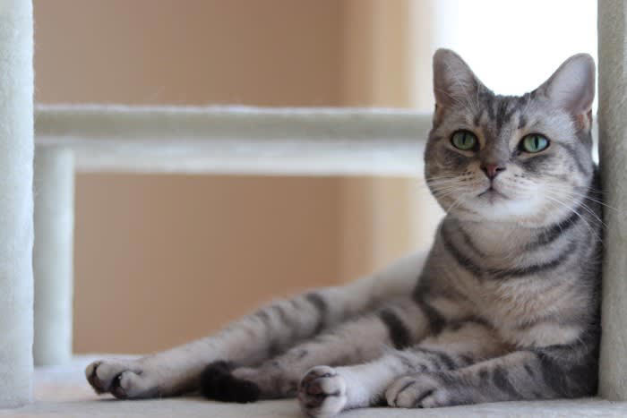 猫の「座り方」でわかる4つの心理, 1.リラックス度MAX！「香箱（こうばこ）座り」, 2.少しだけお休み中「スフィンクス座り」, 3.甘えたいサインかも？「エジプト座り」, 4.警戒心があるかも「しっぽ巻き座り」, 初めてでも見抜ける！「信頼」と「警戒」のサイン