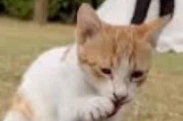 花嫁のベールにじゃれつく野良猫, 結婚式に野良猫が迷い込む, ベールに寝転がる野良猫, ハッピーエンドは猫ちゃんにも