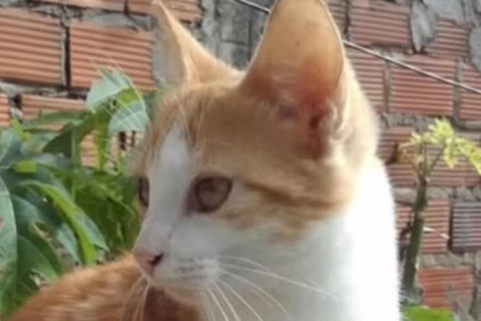 花嫁のベールにじゃれつく野良猫, 結婚式に野良猫が迷い込む, ベールに寝転がる野良猫, ハッピーエンドは猫ちゃんにも