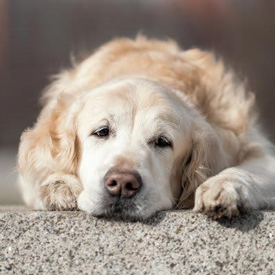 犬はどんなときに呆れるの？, 飼い主に呆れた犬が見せる行動とは？, 1.「ふんっ」という強くて短い鼻息を吐く, 3.フリーズする, 4.そっと離れて距離をとる, 5.守ってあげたい, 失いかけた信頼を回復するためのポイント