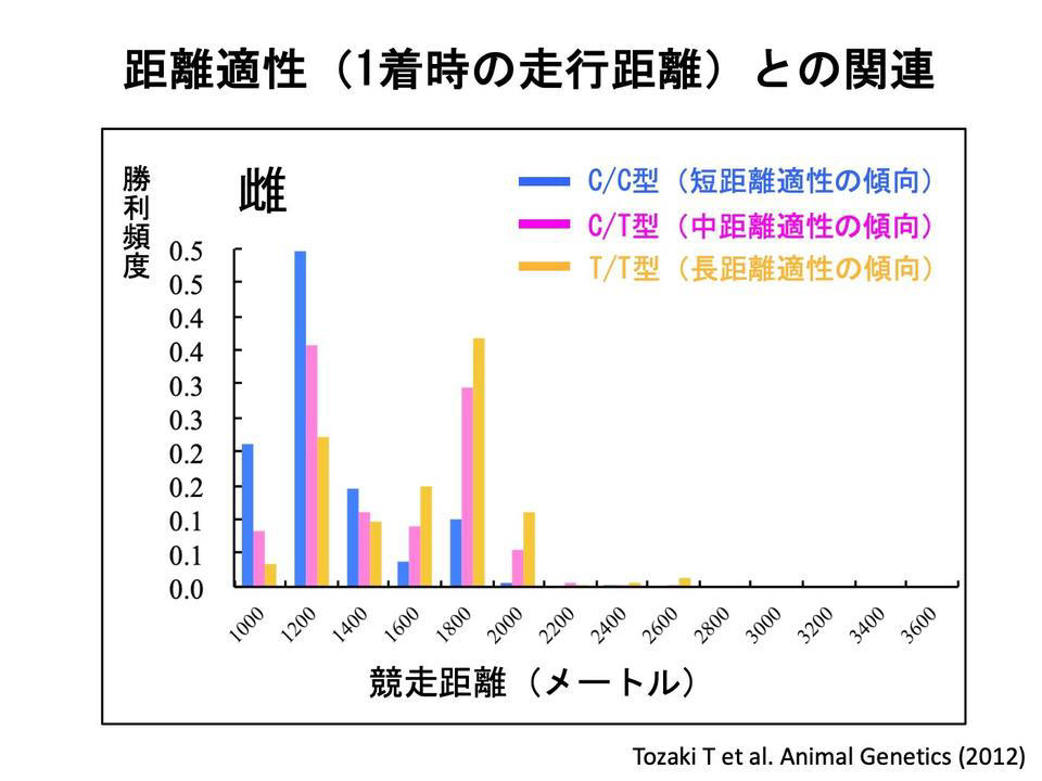 「軽くて長い肢」で速く走る, トレーニングで心肺機能をさらに強化, スピードの鍵握る「遺伝子」, 勝負決めるのは「ウマ7割、騎手3割」