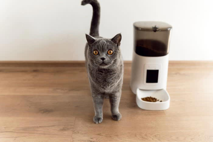 猫はどれくらい留守番できる？目安と考え方, 留守番中の猫が心地よく過ごせる5つの工夫, 1.暑さ・寒さ対策をする, 2.事故対策を徹底する, 3.飲み水・ごはんを手厚くする, 4.おもちゃを用意して飽きさせない, 5.トイレの数を増やす