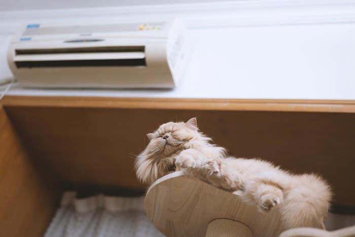 猫はどれくらい留守番できる？目安と考え方, 留守番中の猫が心地よく過ごせる5つの工夫, 1.暑さ・寒さ対策をする, 2.事故対策を徹底する, 3.飲み水・ごはんを手厚くする, 4.おもちゃを用意して飽きさせない, 5.トイレの数を増やす