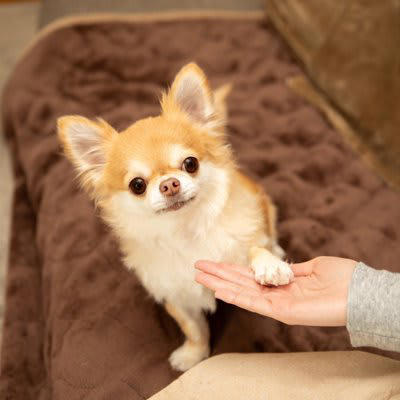犬がみせるあざとい行動5つ, 1.上目づかいでじっと見つめる, 2.甘えた声で鳴いてアピールする, 3.わざとお腹を見せてゴロンと転がる, 4.飼い主の腕や膝にあごを乗せる, 5.尻尾をぶんぶん振りながらすり寄る, ついやりがちなNG対応と正しいリアクション