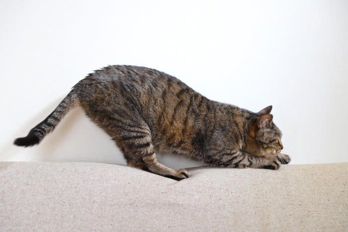 猫がみせる3つの八つ当たり行動, 2.過剰な爪とぎ, 3.過剰な毛づくろい, 猫が不機嫌なときの対処法