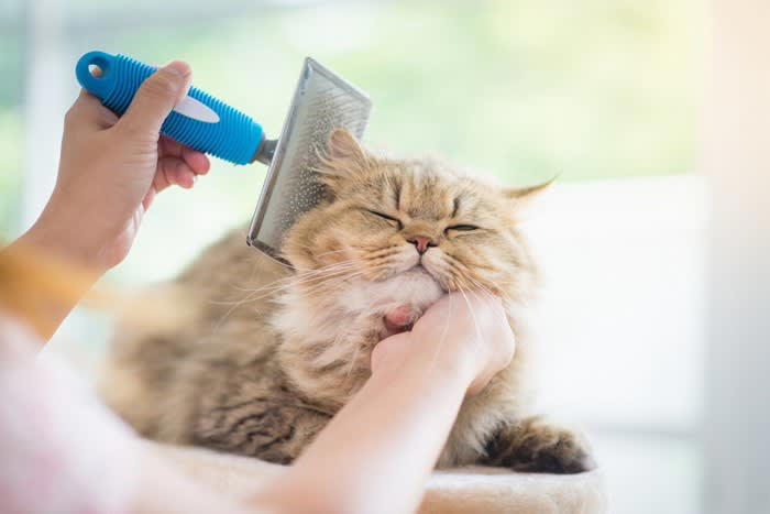 猫の被毛に起こる「毛割れ」とは？, 猫が『毛割れ』を起こしているときの原因, 1.毛質の乱れを招く皮膚トラブル, 2.グルーミング不足によるもの, 3.栄養バランスの偏りで毛質が変わった, 猫の毛割れを防ぐための改善策