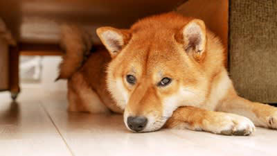 犬がつらいと感じる『人間の習慣』５選, 1.留守番時間が極端に長い, 2.休日だけ過剰なほどかまう, 3.規則正しすぎるタイムスケジュール, 4.夜更かしして遅くまで部屋が明るい, 5.頻繁に模様替えをする, 犬のストレスによる危険な症状