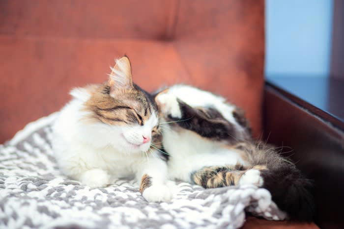 猫の被毛に起こる「毛割れ」とは？, 猫が『毛割れ』を起こしているときの原因, 1.毛質の乱れを招く皮膚トラブル, 2.グルーミング不足によるもの, 3.栄養バランスの偏りで毛質が変わった, 猫の毛割れを防ぐための改善策
