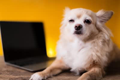 犬がつらいと感じる『人間の習慣』５選, 1.留守番時間が極端に長い, 2.休日だけ過剰なほどかまう, 3.規則正しすぎるタイムスケジュール, 4.夜更かしして遅くまで部屋が明るい, 5.頻繁に模様替えをする, 犬のストレスによる危険な症状
